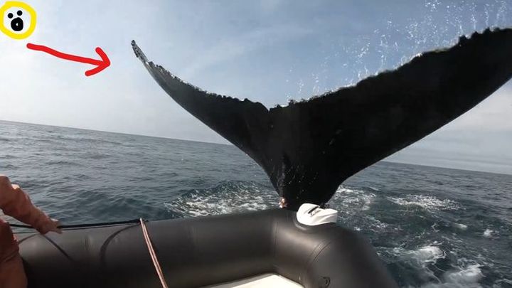 Nova Scotia Travel Special: Whale Watching!