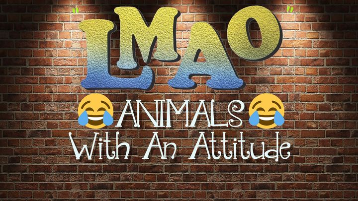 LMAO - Animals with an attitude