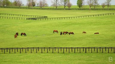 BELLA Presents: daily bello S1 Ep136 Horses in Green Farm