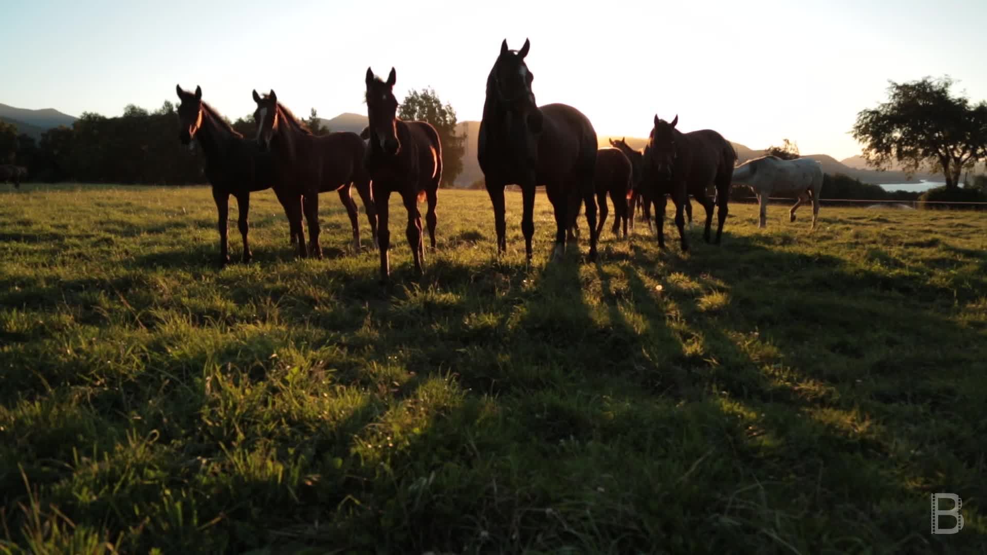 BELLA Presents: daily bello  S1 Ep40 Horses Sunset