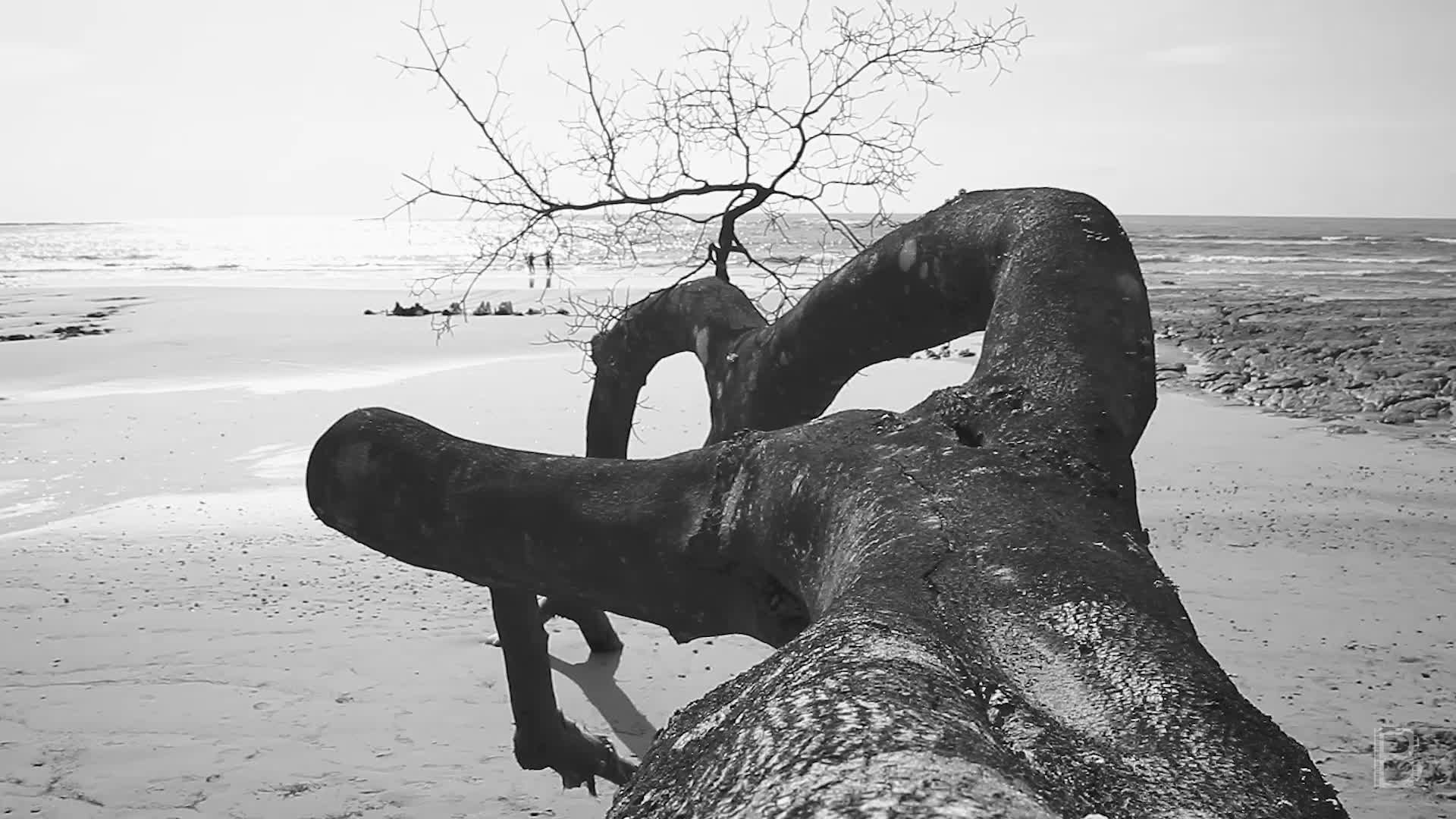 BELLA Presents: daily bello S1 Ep95 Nosara Beach Tree in Black & White