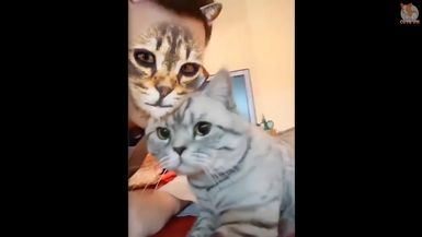 Funny Dogs & Cats Scared Of Cat Mask Filter
