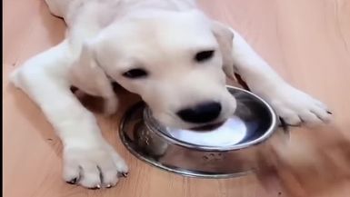Super Cute Baby Animals - Funny Cats and Dogs Videos #2