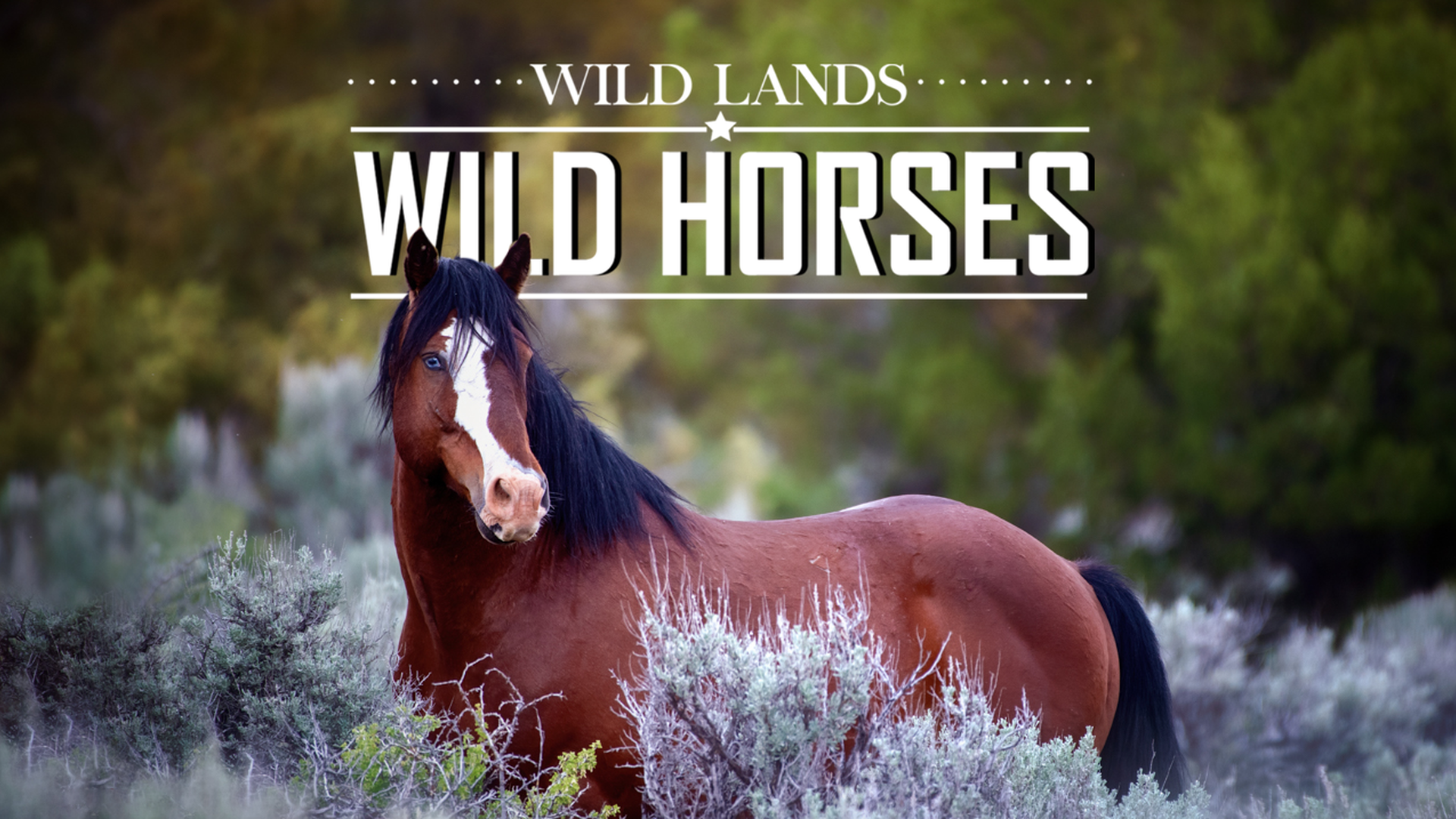 Wild Land Wild Horses	
