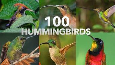 100 HUMMINGBIRDS