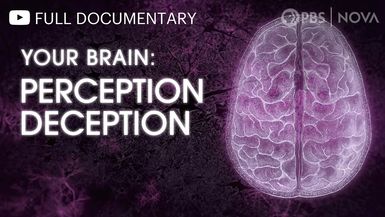Your Brain: Perception Deception
