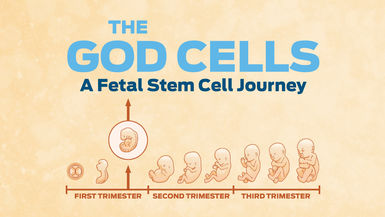 The God Cells: The Fetal Stem Cell Journey