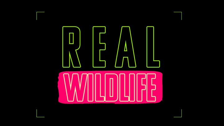 Real Wild Life