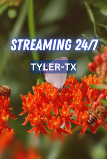 Tyler TX 24/7 Live Channel