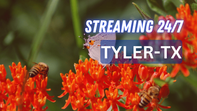 Tyler TX 24/7 Live Channel