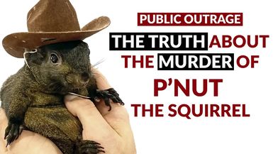 AMT314-PUBLIC OUTRAGE! The TRUTH about the murder of P'Nut The Squirrel - As A Man Thinketh